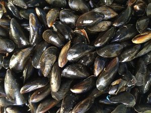 Lire la suite à propos de l’article .. se débarrasser de leurs moules trop petites dans la baie du Mont Saint-Michel